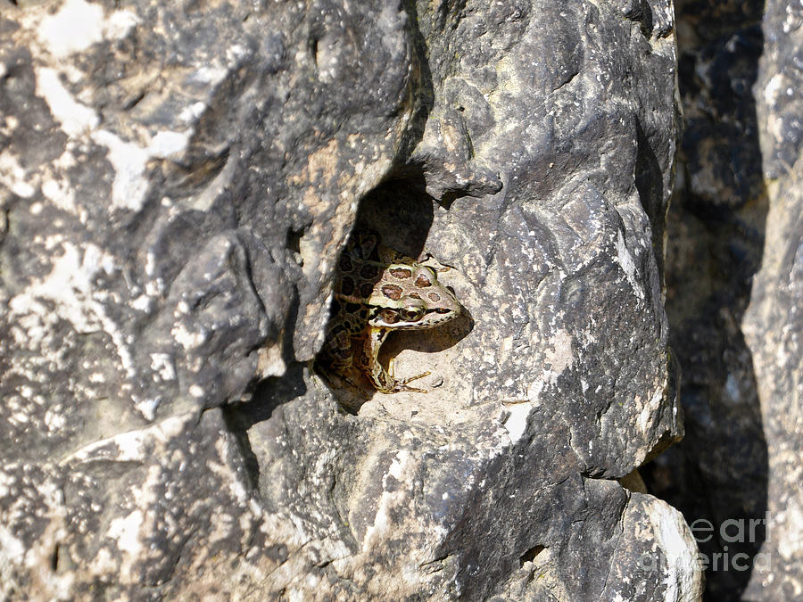 Toad In Rock Photograph by Phil Perkins