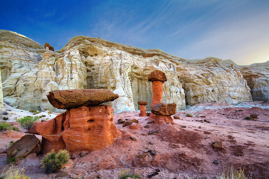 Toad Stool Photograph by Thomas LeClair - Fine Art America