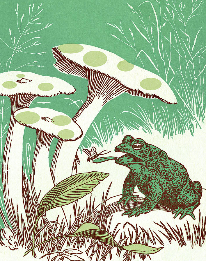 Mushroom Drawing - Toad Under Mushrooms by CSA Images