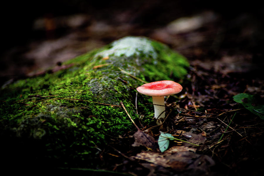 Toadstool 3 Red Russula Photograph by Michael Saunders