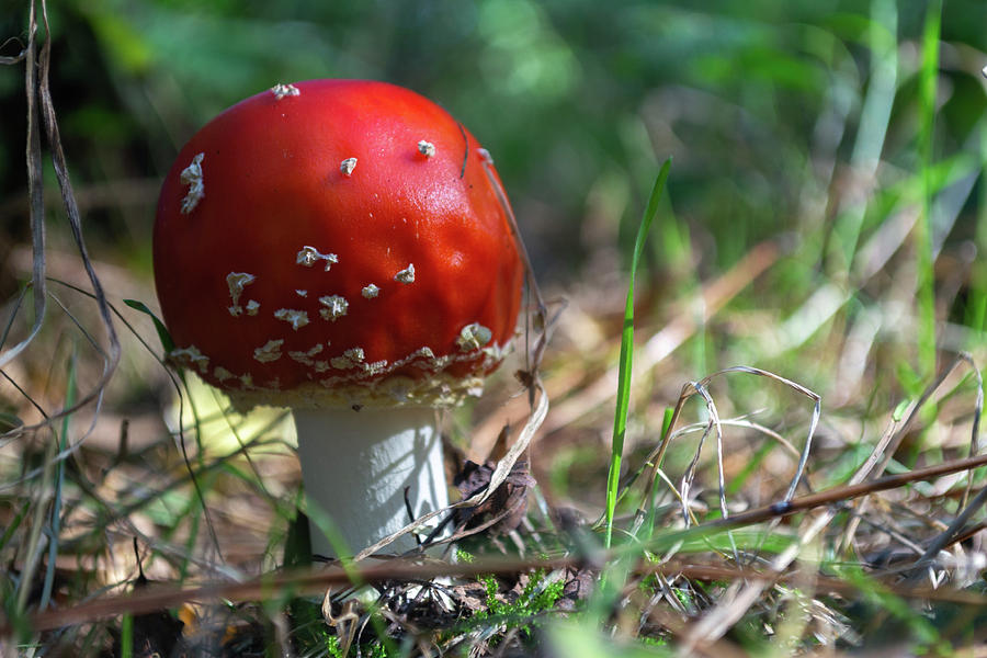 Toadstool close up Photograph by Scott Lyons
