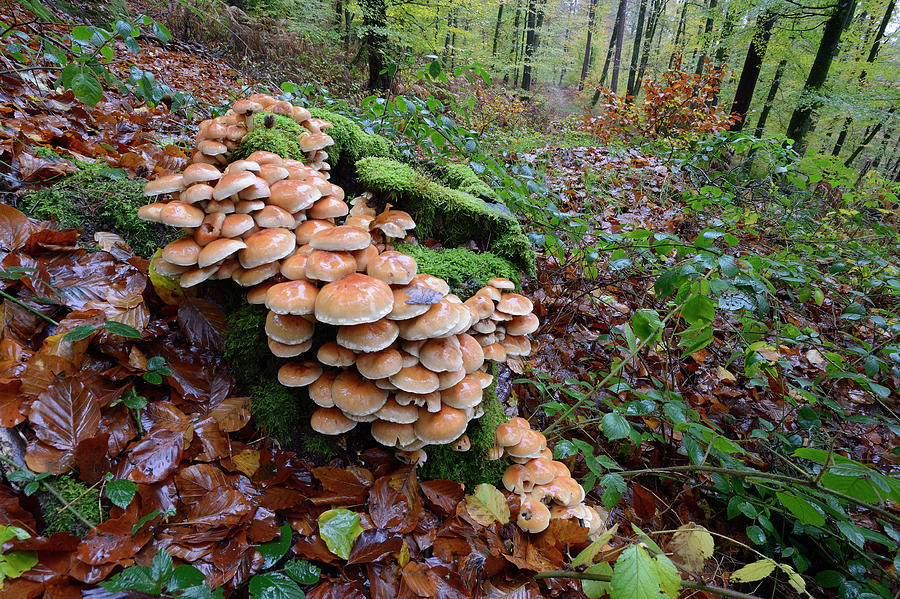 Mushroom Photograph - Toadstoosl On Tree Stump In Forest, Vosges, France by Fabrice Cahez / Naturepl.com