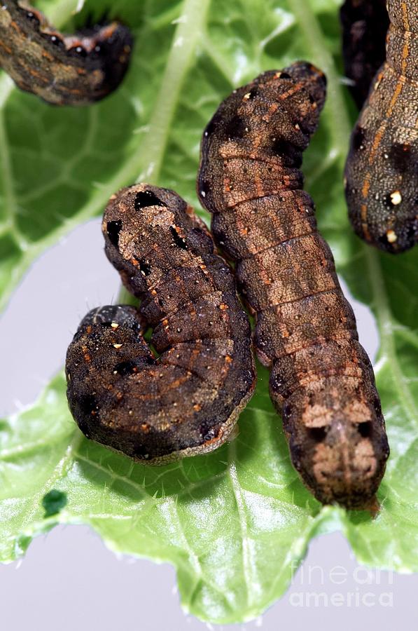 Tobacco Cutworms Photograph by Uk Crown Copyright Courtesy Of Fera/science Photo Library