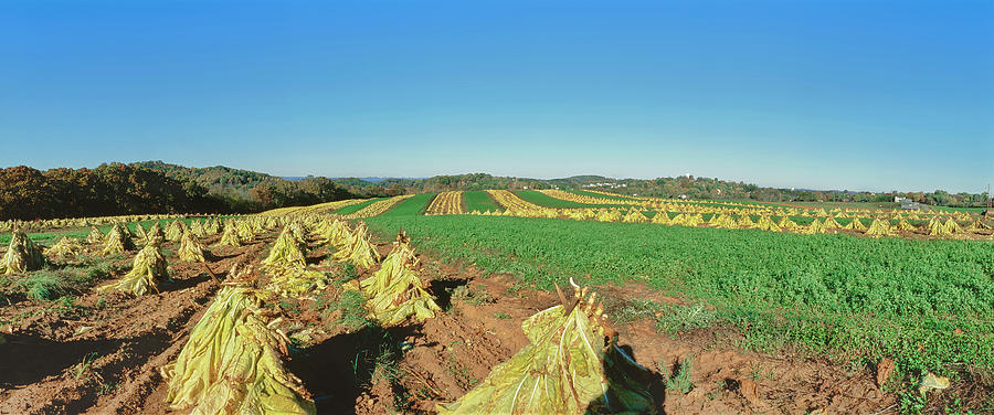 Nature Photograph - Tobacco Fields, Sevier, Tennessee, Usa by Panoramic Images