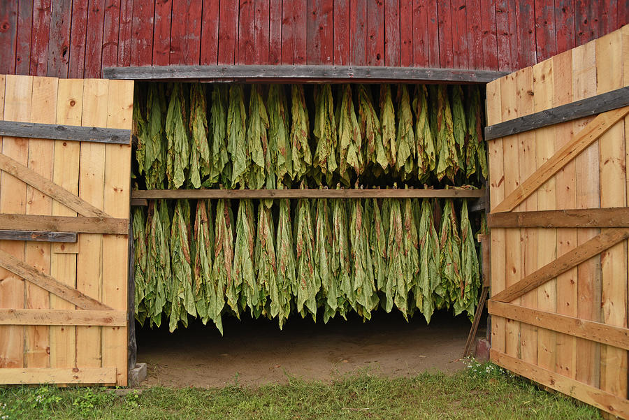 Tobacco Hung to Dry Photograph by Mike Martin