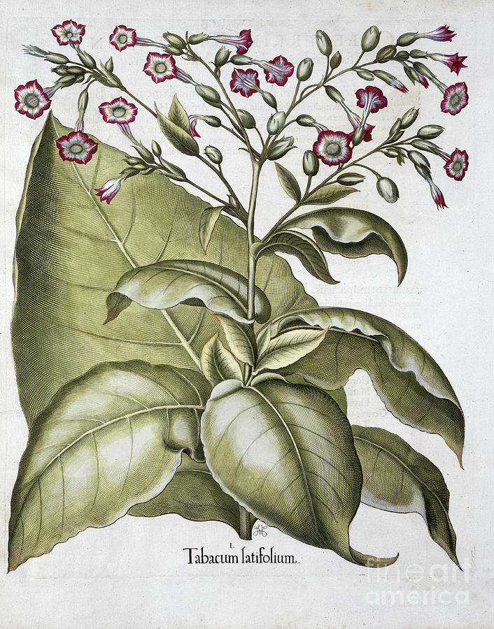 Tobacco Plant 1613 Drawing by Heritage Images Fine Art America