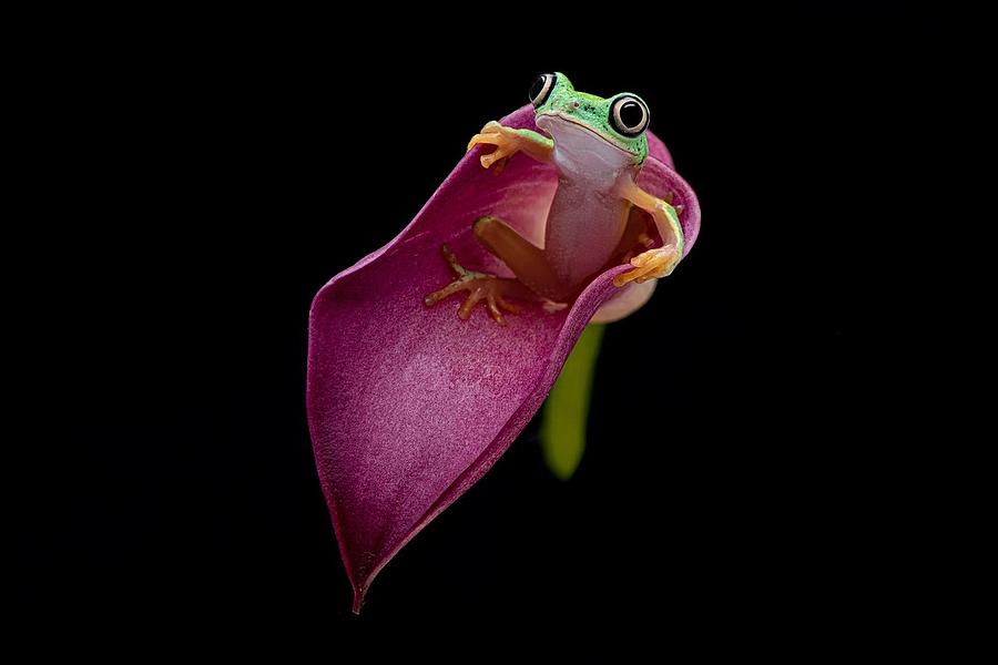 Toboggan Frog Photograph by Randy Christopher