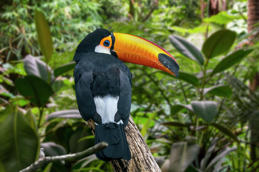 Toco Toucan Photograph by Arterra Picture Library