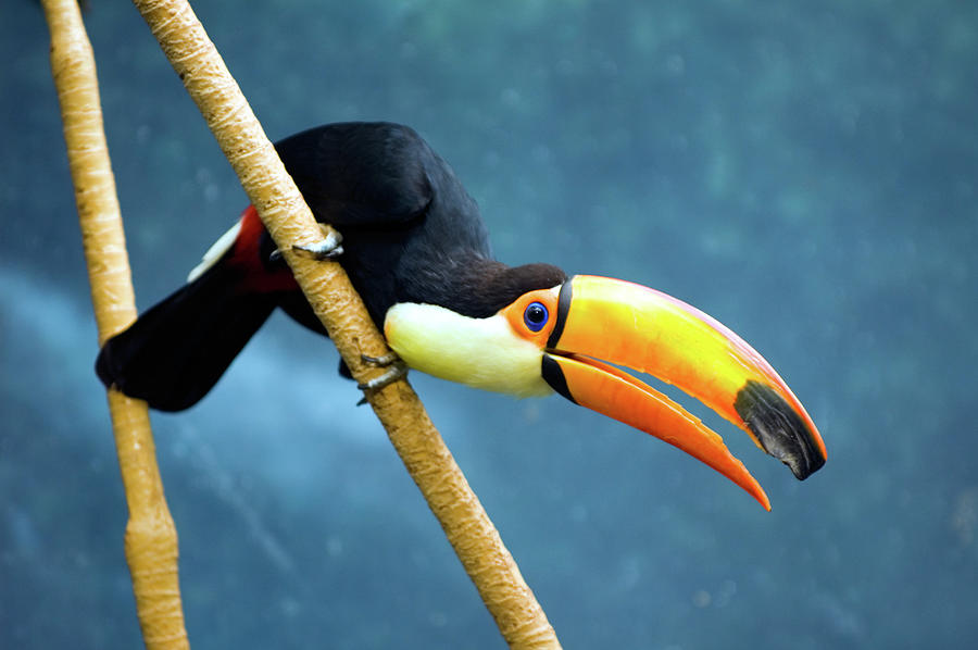 Toco Toucan Photograph by By Ken Ilio