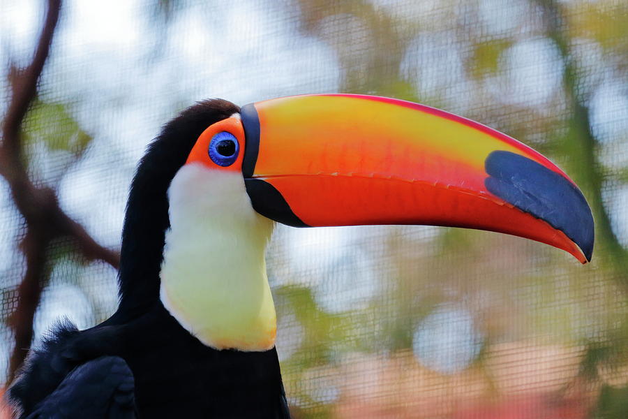 toucan floatie