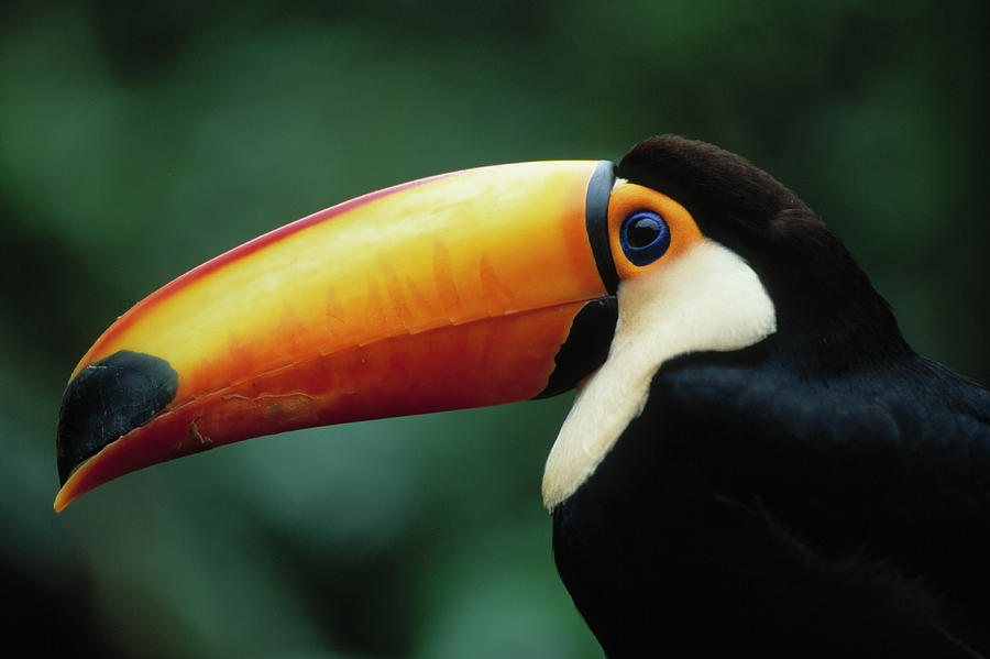 Toco Toucan Head Detail Ramphastos Photograph by Nhpa - Fine Art America