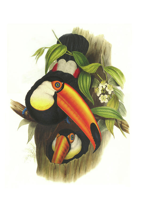 Toco Toucan Painting by John Gould