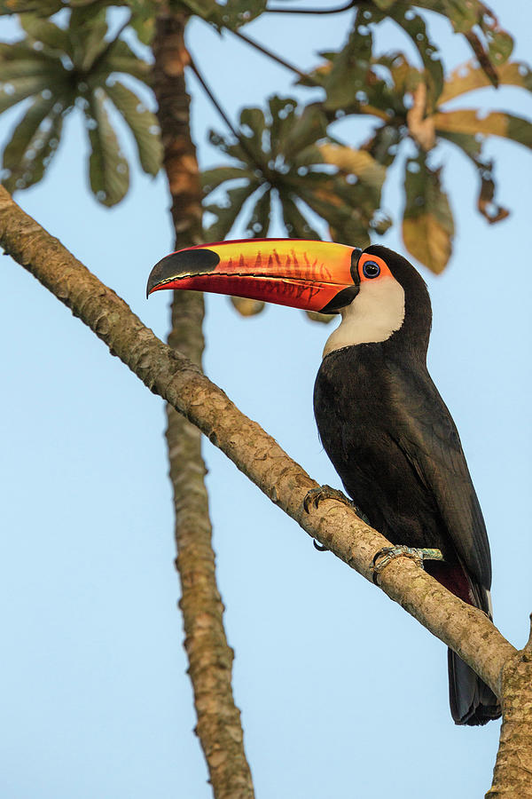 Toco Toucan On A Tree Digital Art by Marco Gaiotti