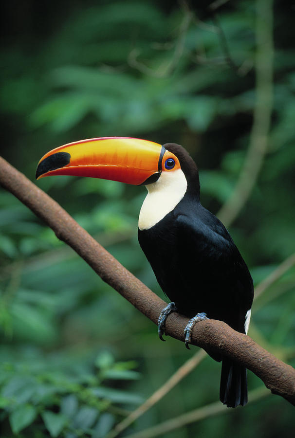 Toco Toucan  On Branch  Ramphastos Toco Photograph by Nhpa