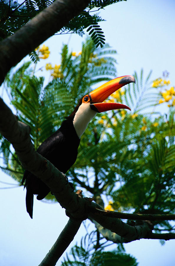 Toco Toucan Ramphastos Toco On Branch Photograph by Art Wolfe