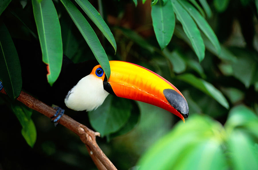 Toco Toucan Ramphastus Toco Resting On Photograph by Art Wolfe