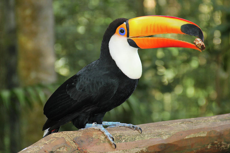 Toco Toucan Photograph by Ruy Barbosa Pinto