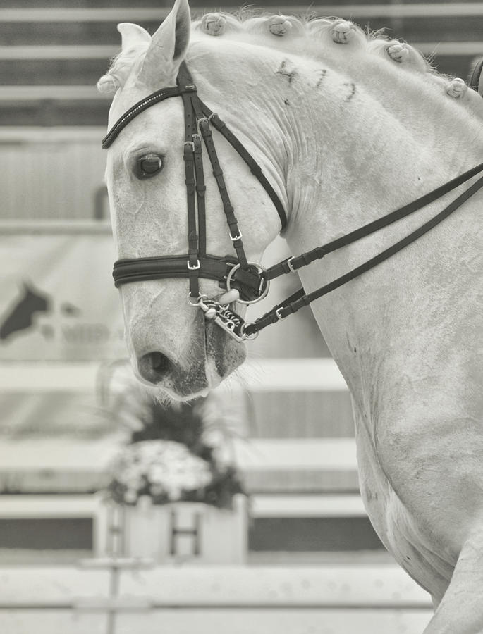 Horse Photograph - Todays Destrier by JAMART Photography