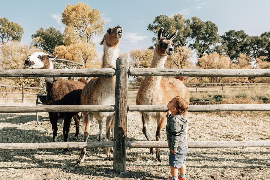 Llama Photograph - Toddler Looking At Llamas On A Sunny Day by Cavan Images