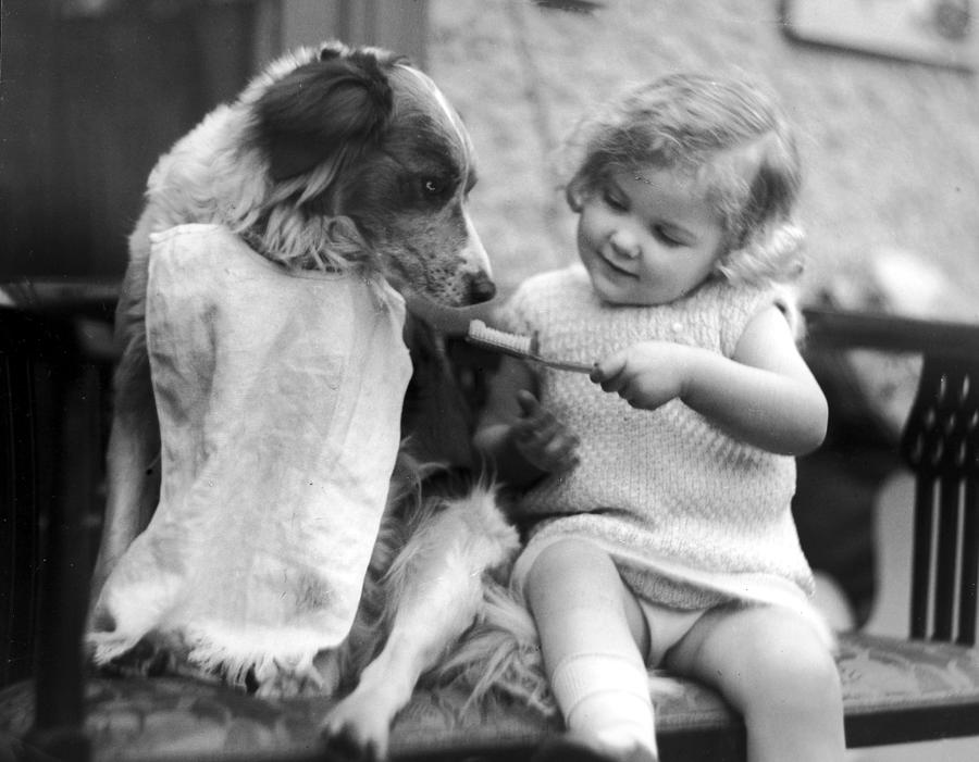 Toddler Trying To Brush Dogs Teeth. P Photograph by Time Life Pictures Toddler Trying To Brush Dogs Teeth. P Photograph by Time Life Pictures
