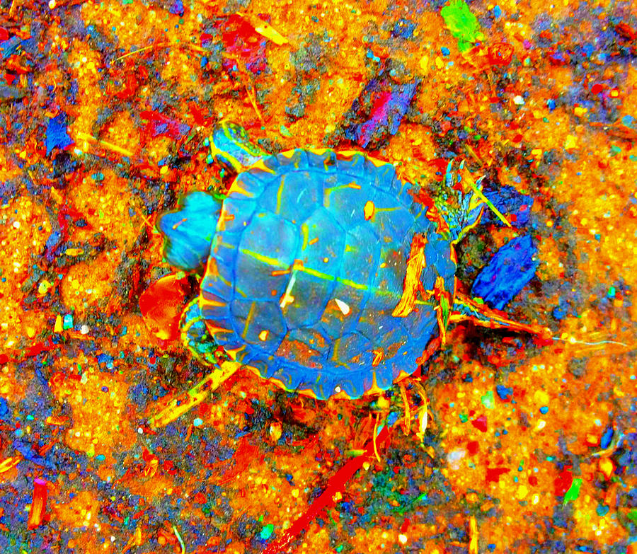 Toddler Turtle Photograph by Mike Solomonson