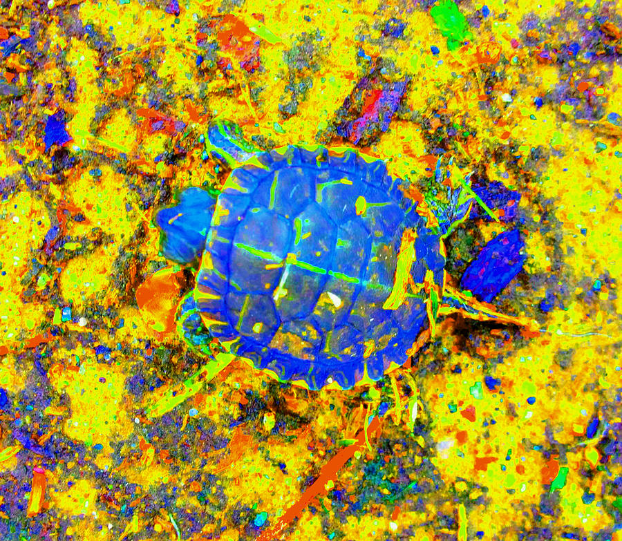 Toddler Turtle - Yellow Photograph by Mike Solomonson