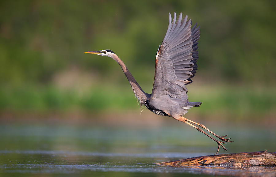 Toe Bending Takeoff Photograph by Christopher Schlaf | Fine Art America