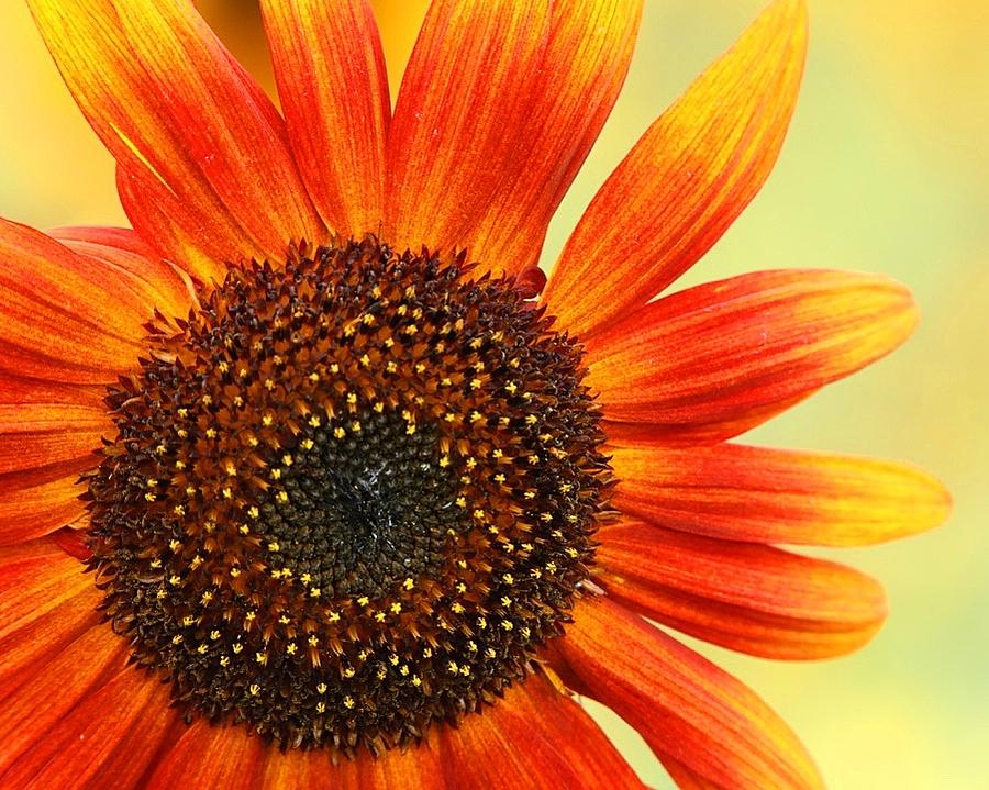 Toe Tapping Sunflower Photograph by Tina M Daniels   Whiskey Birch Studios