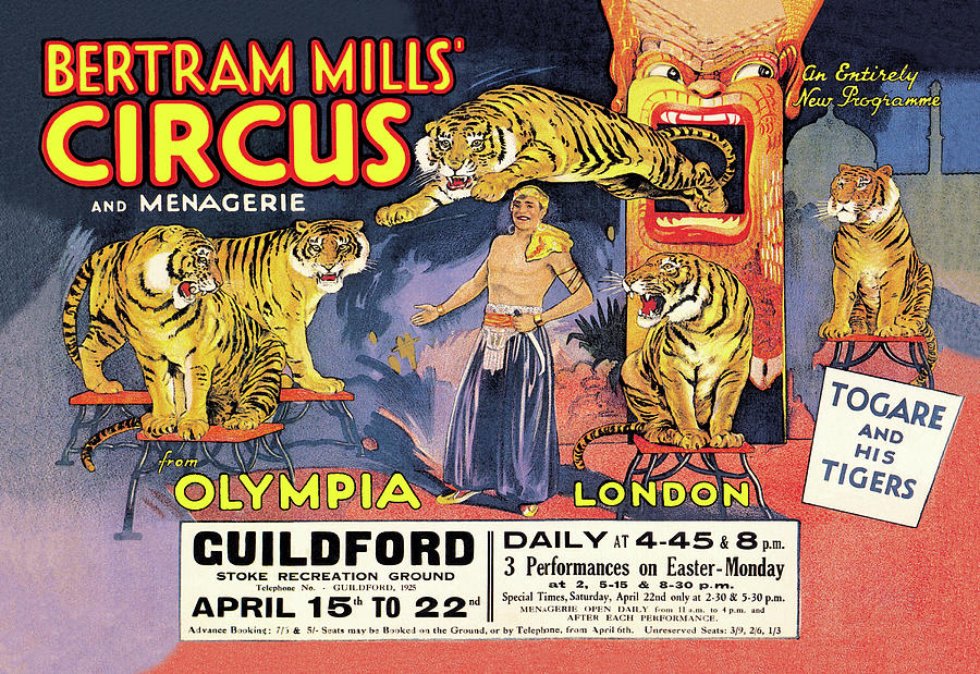 Togare and his Tigers: Bertram Mills Circus and Menagerie Painting by Unknown