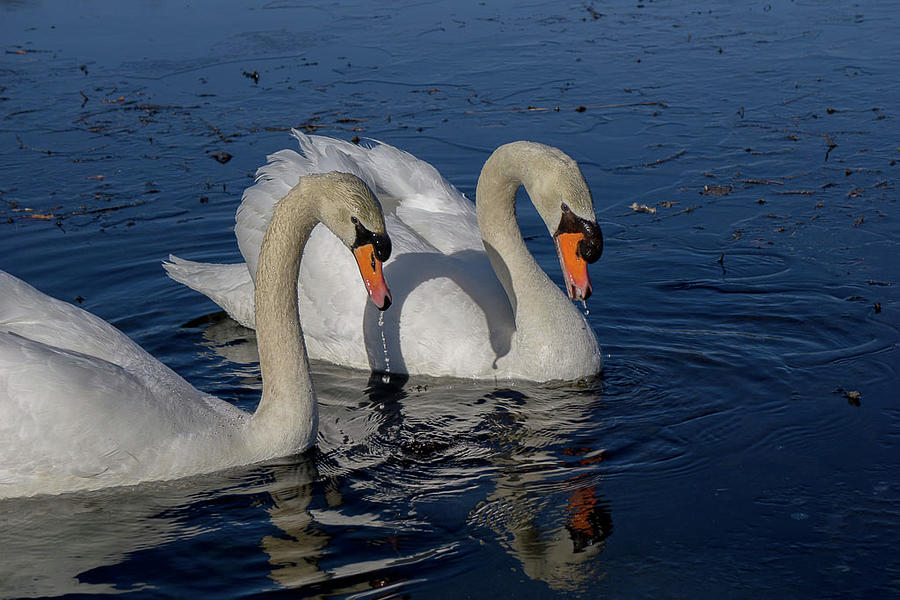 Together Forever Photograph by Linda Howes