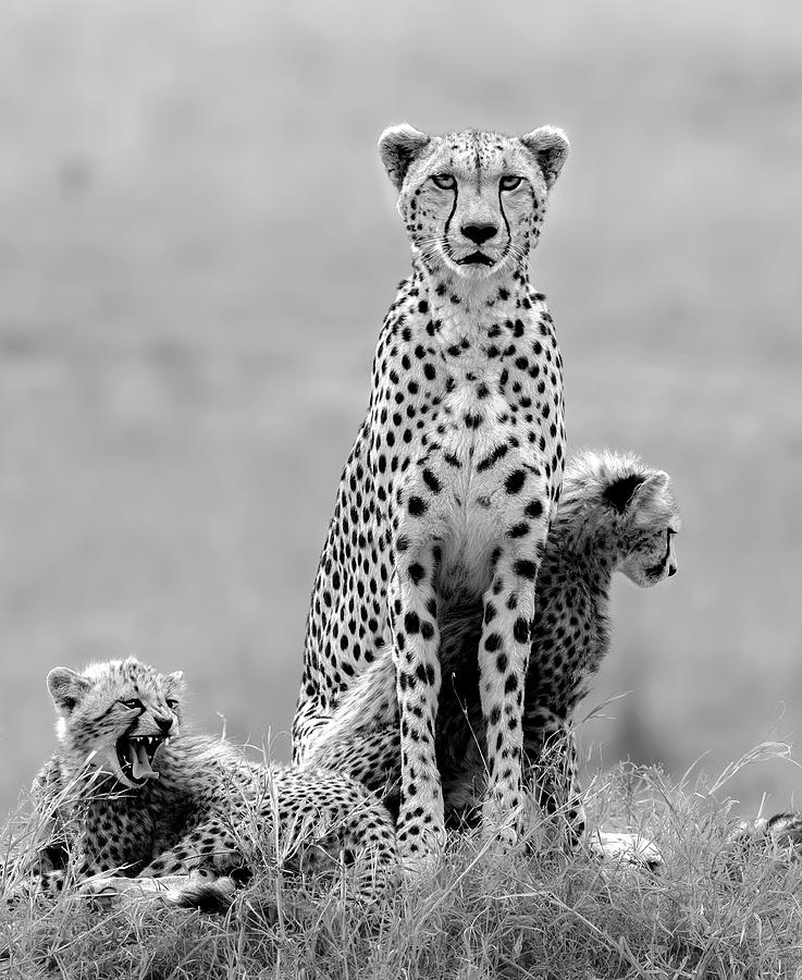 Cheetah Photograph - Together by Jie  Fischer