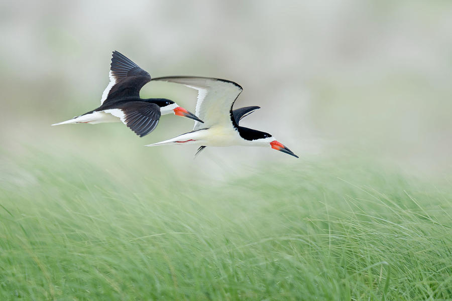 Bird Photograph - Together by Nick Kalathas