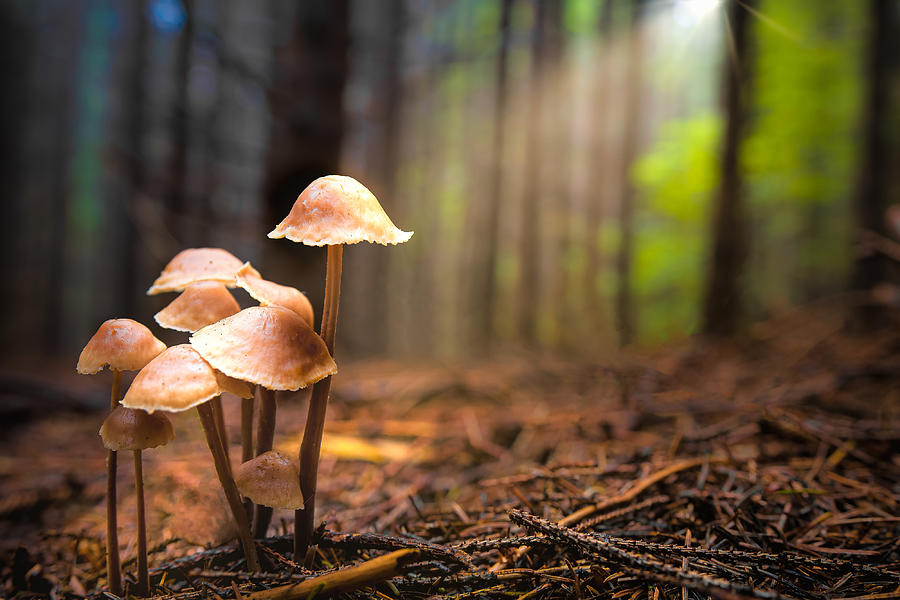 Mushroom Photograph - Together by Vio Oprea