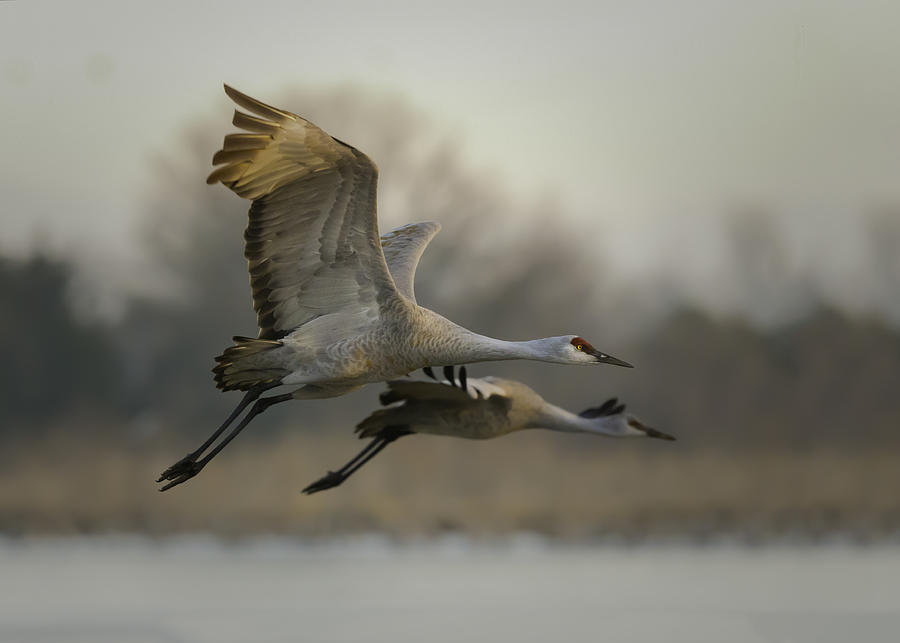 Crane Photograph - Together by Young Feng