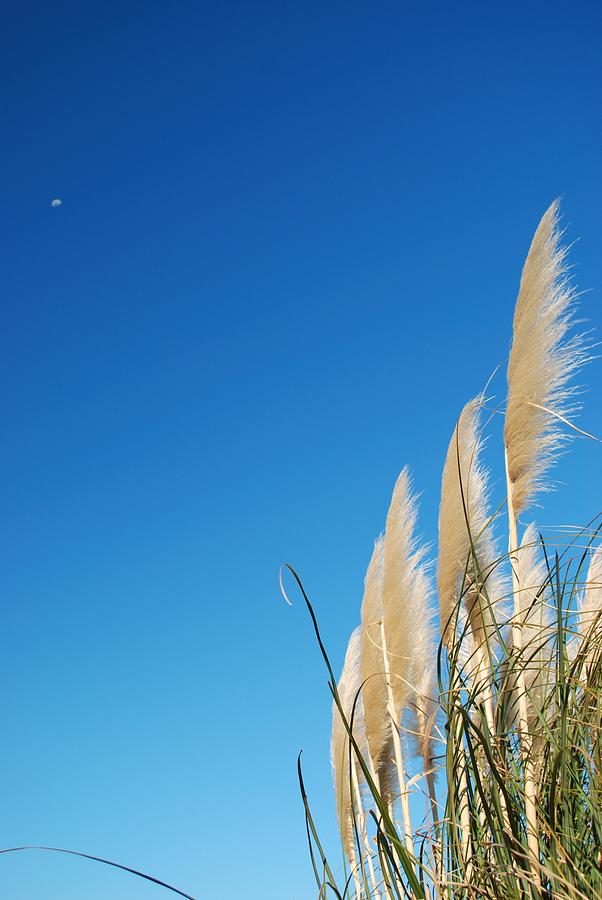 Toitoi Or Toetoe Grass Heads, Sky & Moon Photograph by Lazingbee