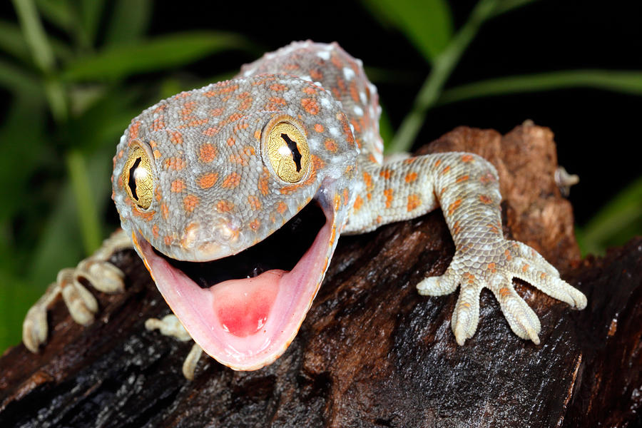 Tokay Gecko Gekko Gecko Photograph by David Kenny
