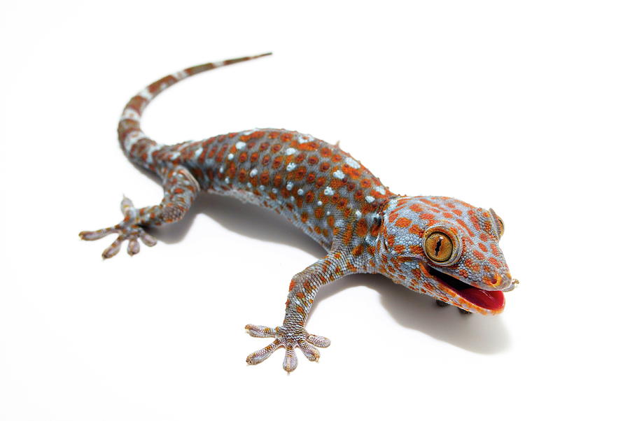 Tokay Gecko Photograph by Nathan Abbott