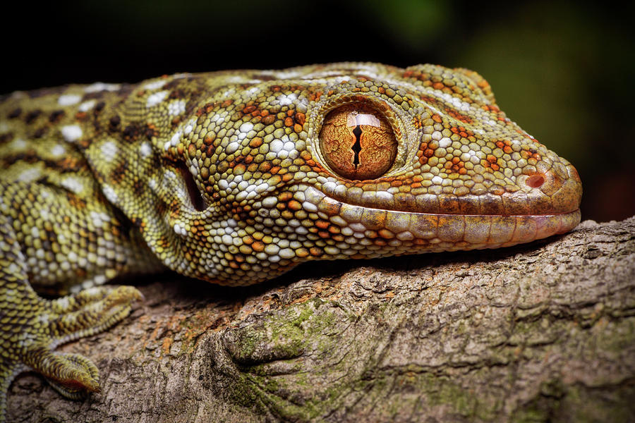 Tokay Gecko, Shek Pik, Lantau Island, Hong Kong, China Photograph by ...