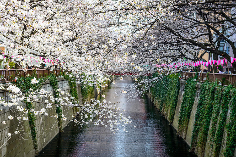 Tokyo, Japan At Meguro Canal Photograph by Sean Pavone - Fine Art America