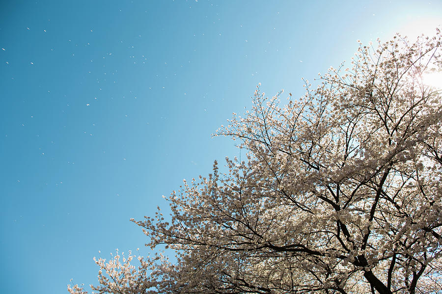 Tokyo, Japan, Cherry Tree In Bloom Photograph by Hiroshi Watanabe