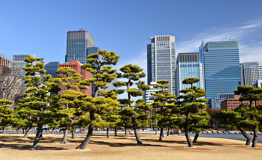 Tree Photograph - Tokyo, Japans Marunouchi Business by Sean Pavone