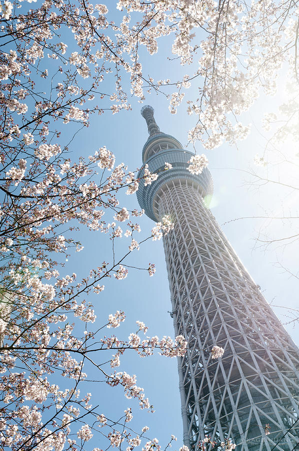 Tokyo Tree Photograph by Photo By Kagehuang - Fine Art America