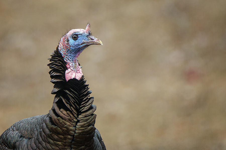 Tom The Turkey - Profile Photograph by Susan McMenamin