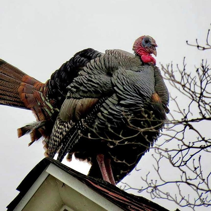 Tom Turkey on Rooftop Photograph by Linda Stern