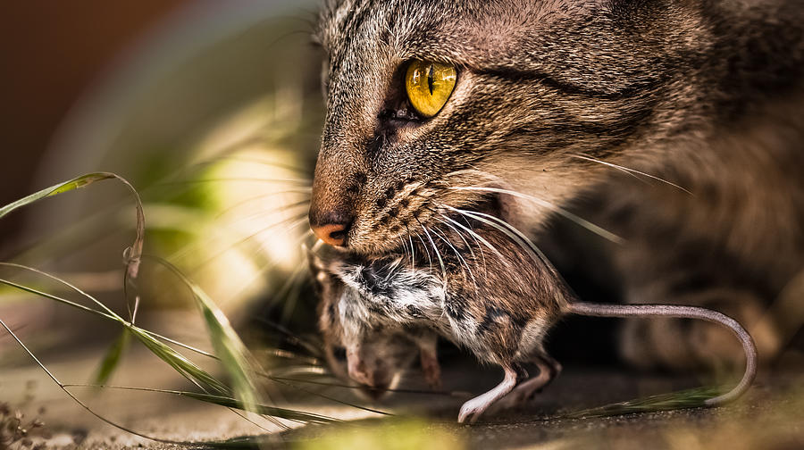 Cat Photograph - Tom With Jerry.  Cest La Vie. by Patrickjansen