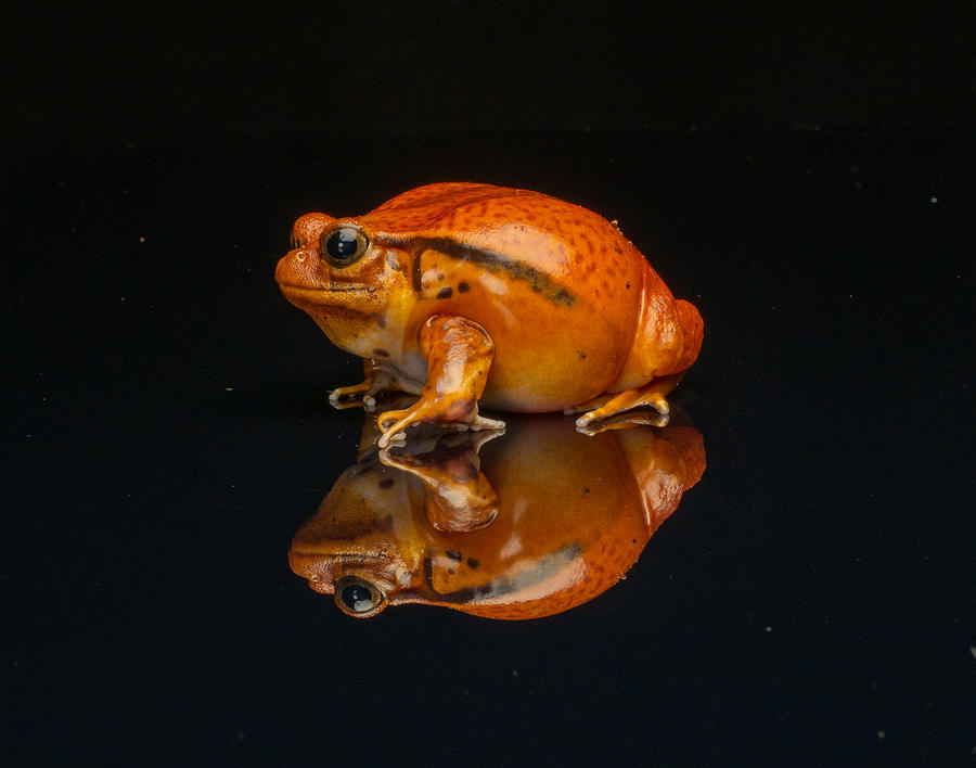 Macro Photograph - Tomato Frog Reflection by Elaine Henshaw
