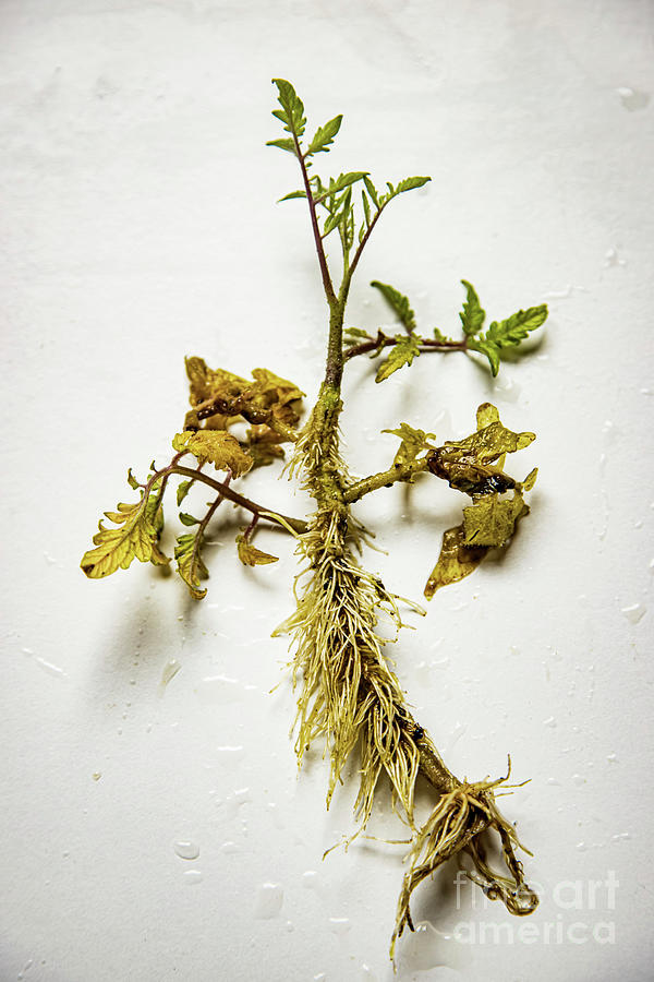 Tomato Plant After Being In Water For A Month Photograph by Ian Gowland/science Photo Library
