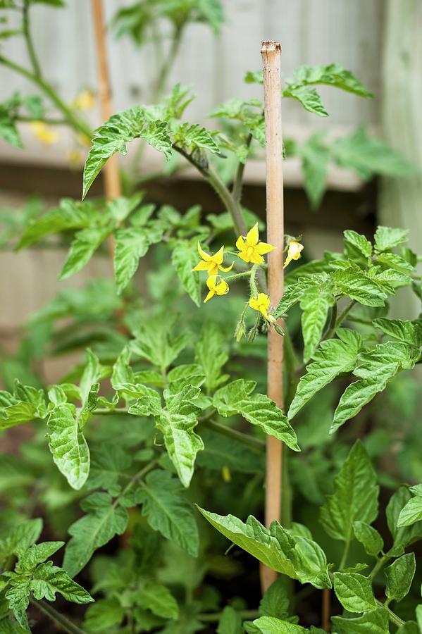 Tomato Plants Flowering In The Garden Photograph by Babicka, Sarka