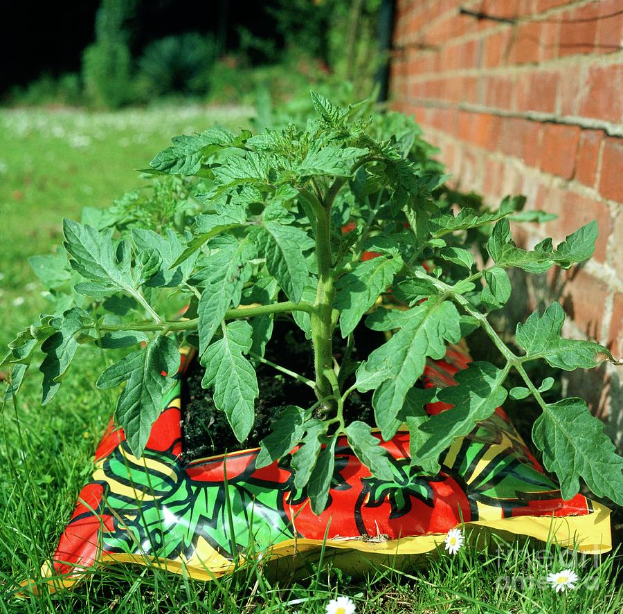 Tomato Plants Growing In A Growbag Photograph by Michael Jones/science Photo Library