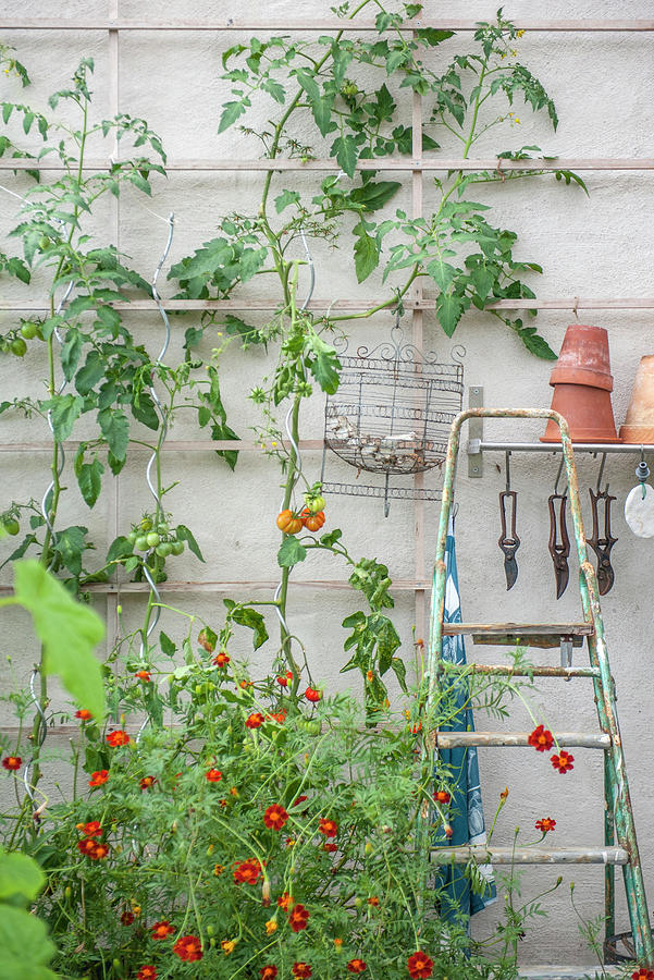 Tomato Plants Growing On Trellis Against Wall In Garden Photograph by Magdalena Bjrnsdotter
